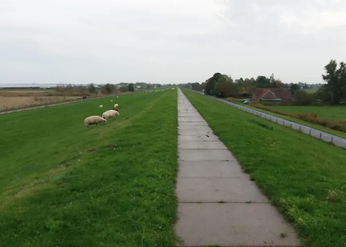 Seemoewe Mit Deichblick Butjadingen-burhave *